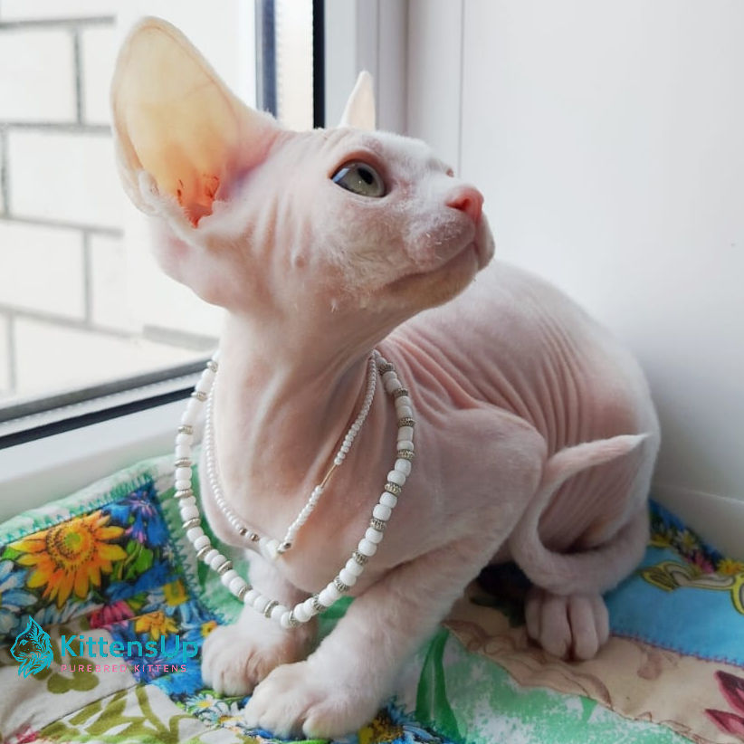 Thumbnail: Devon Rex