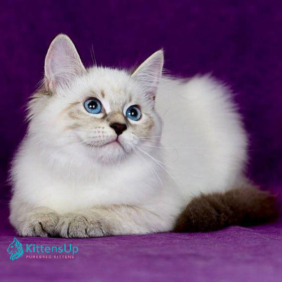 Siberian