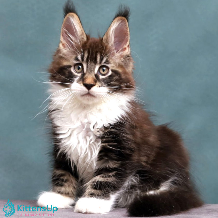 Maine Coon