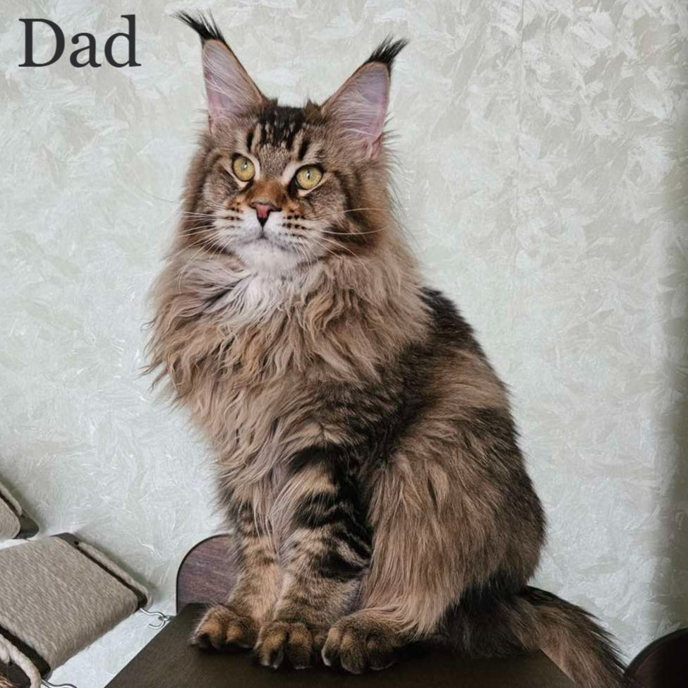 Thumbnail: 363 Mozambique Polydactyl 7/7/6/6 (BL) Maine Coon male kitten