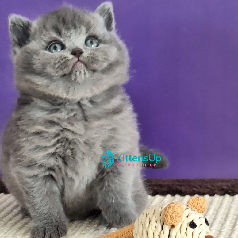 British shorthair