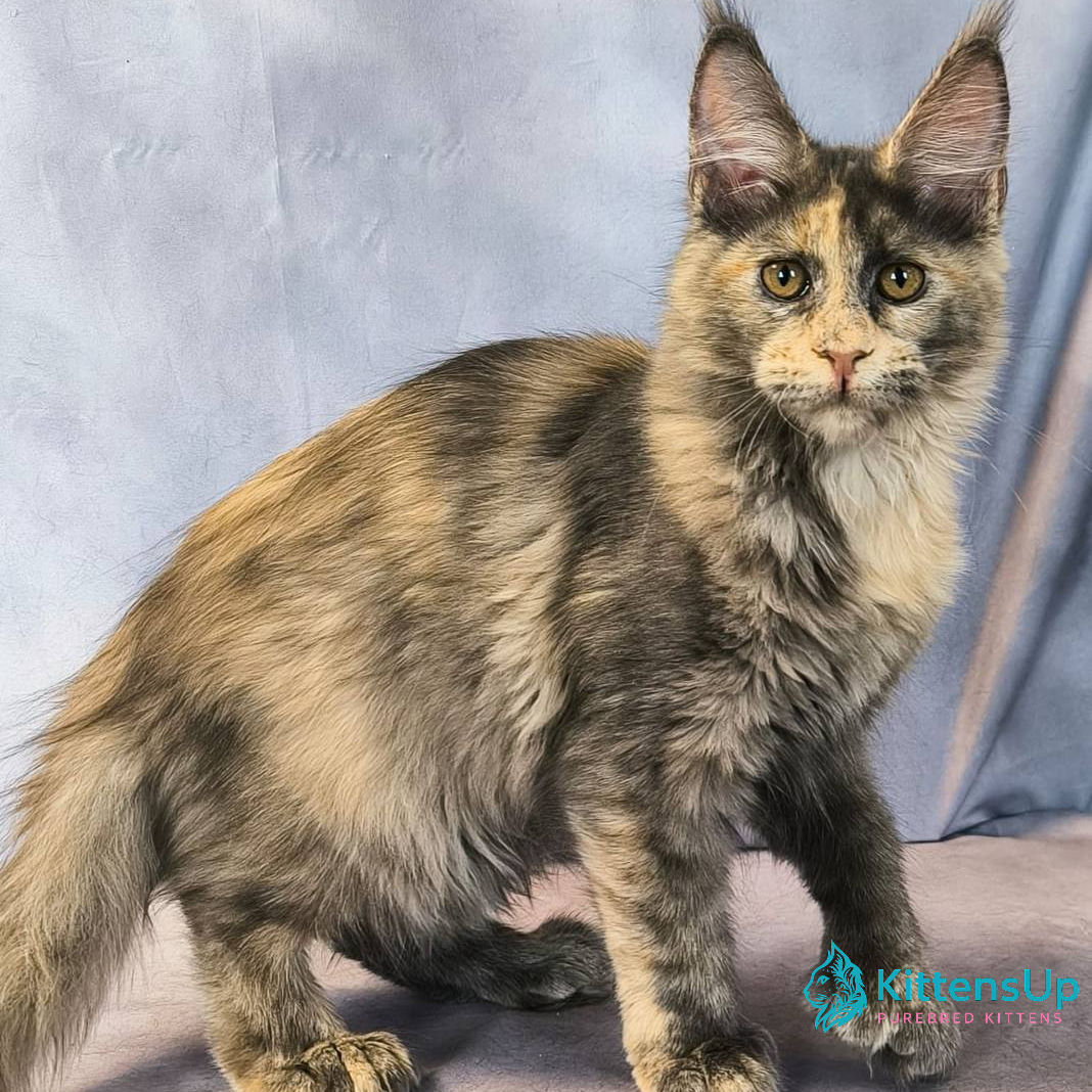 Maine Coon