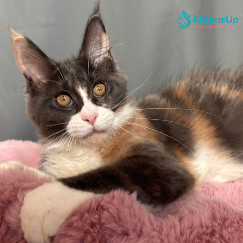 Thumbnail: Maine Coon