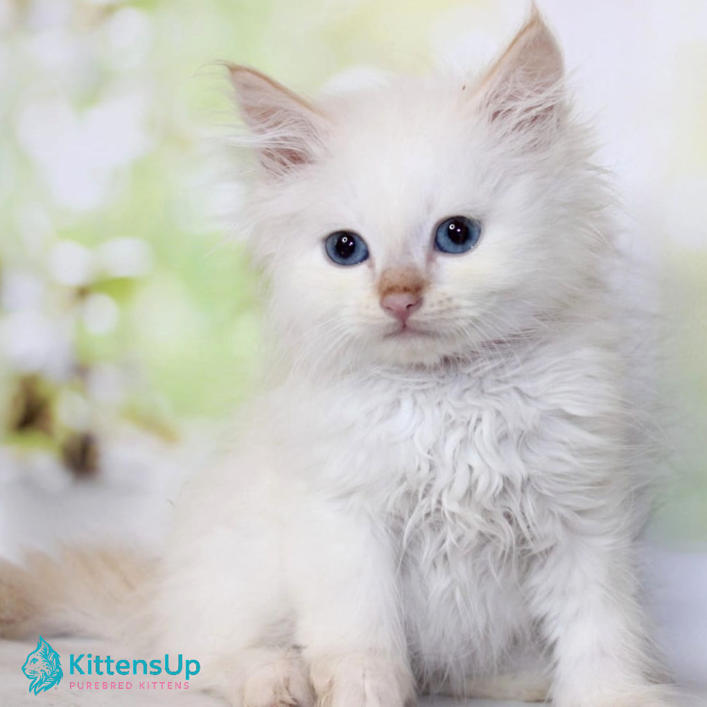 342 Orion (R) Siberian male kitten