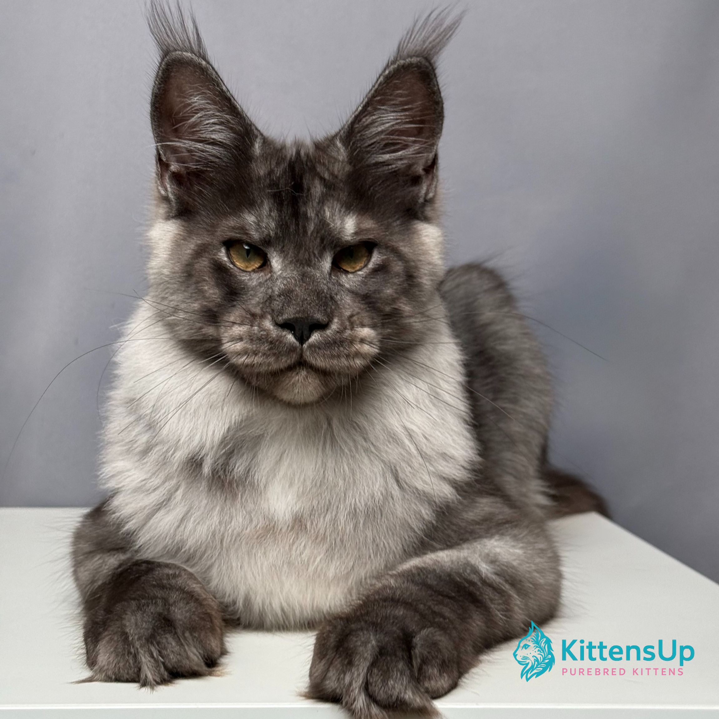 Maine Coon