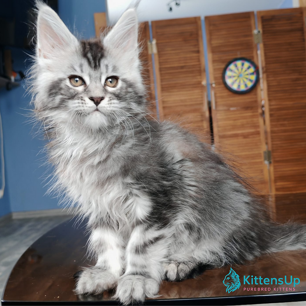 Maine Coon