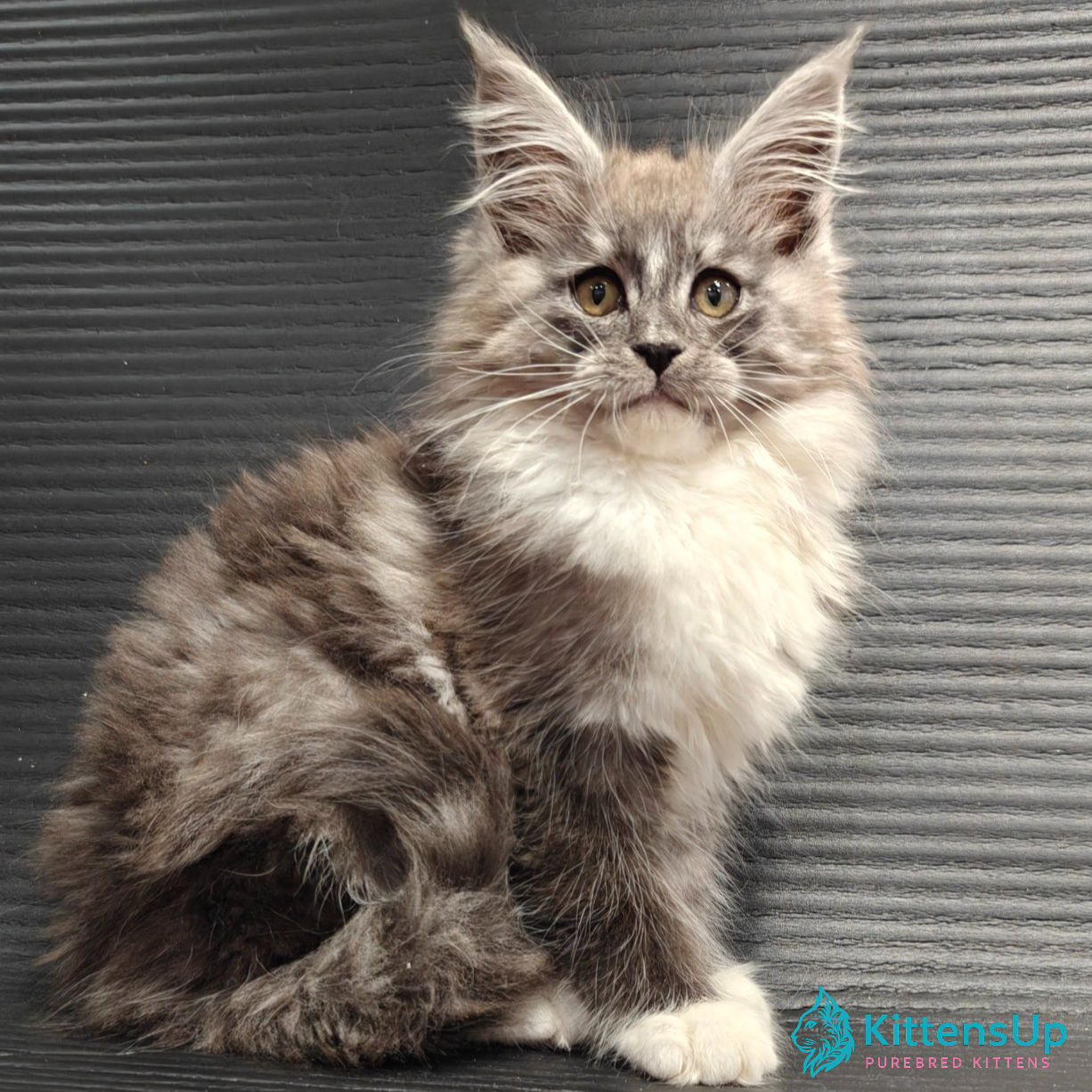 Maine Coon