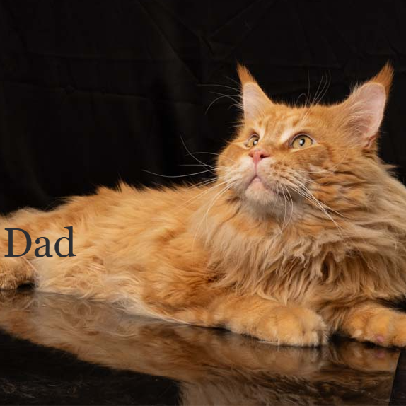 Thumbnail: 633 Ventura (U) Maine Coon male kitten