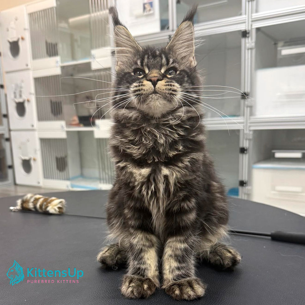 Maine Coon