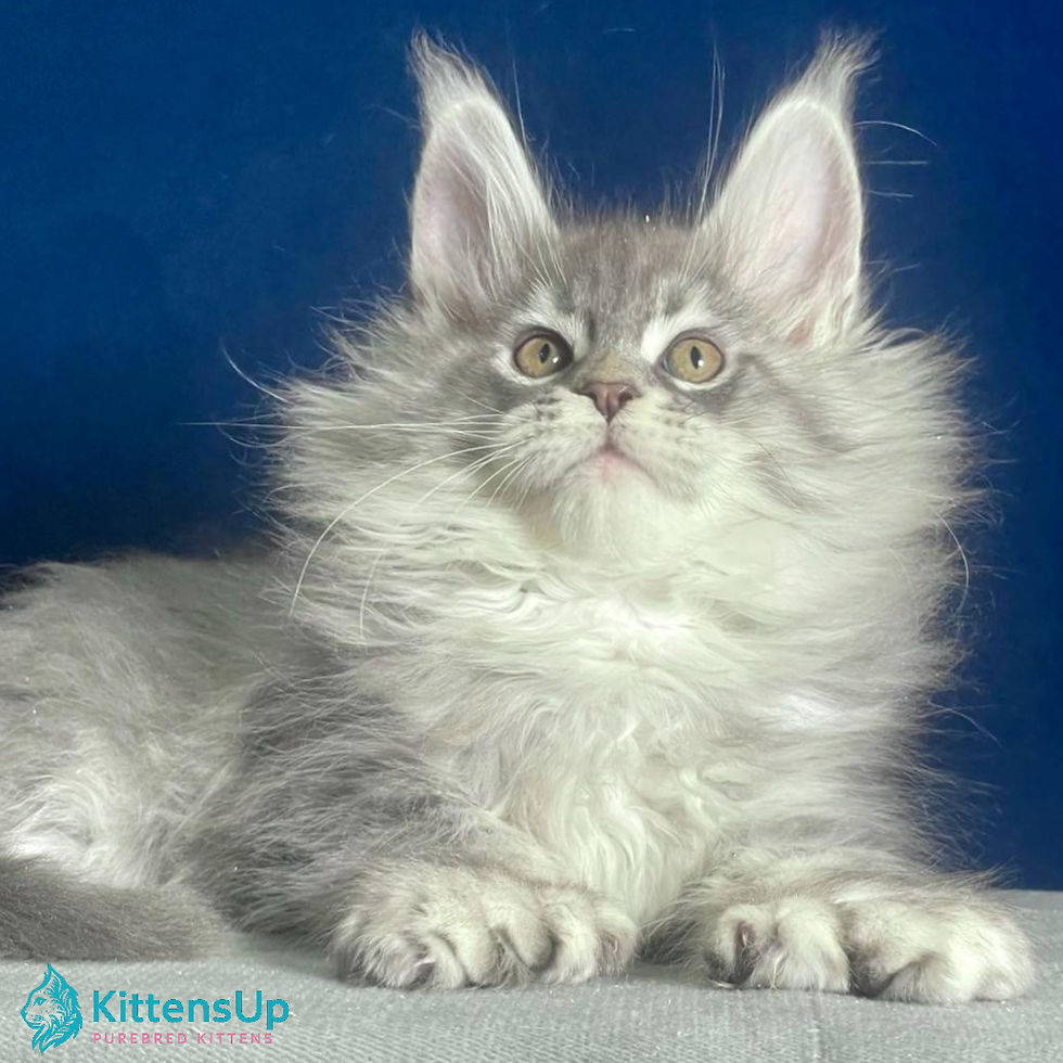 Maine Coon
