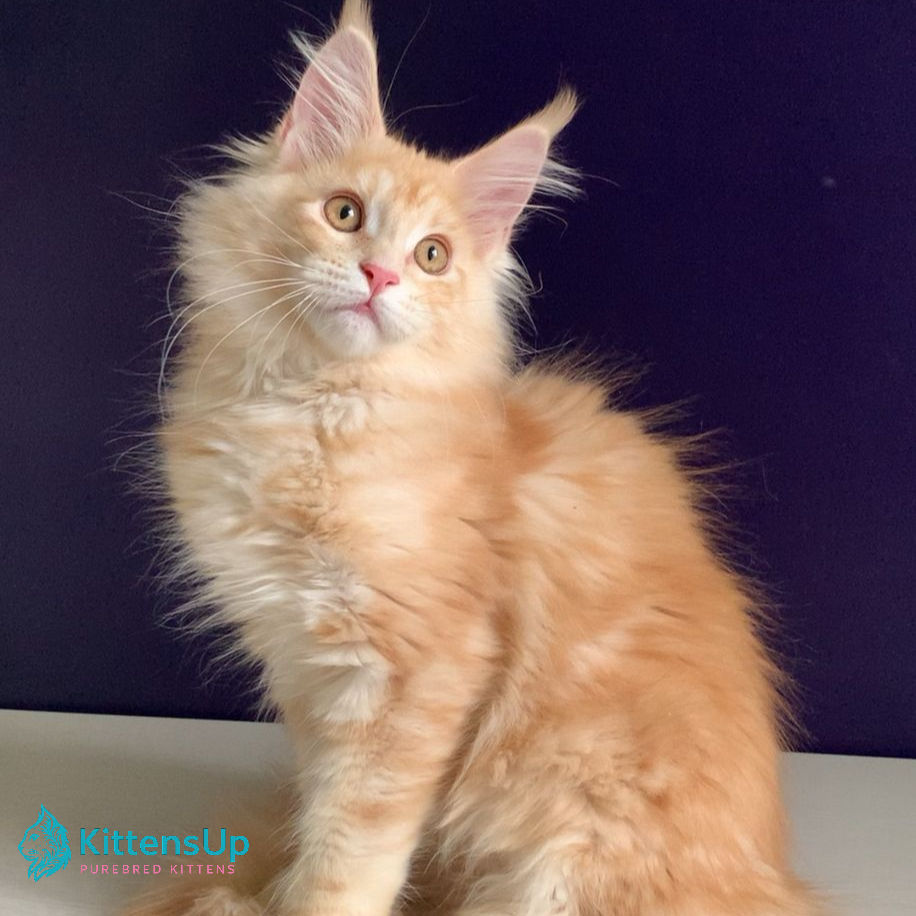 Thumbnail: Maine Coon