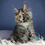 Thumbnail: 942 Carina (R) Maine Coon female kitten