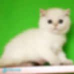 British shorthair