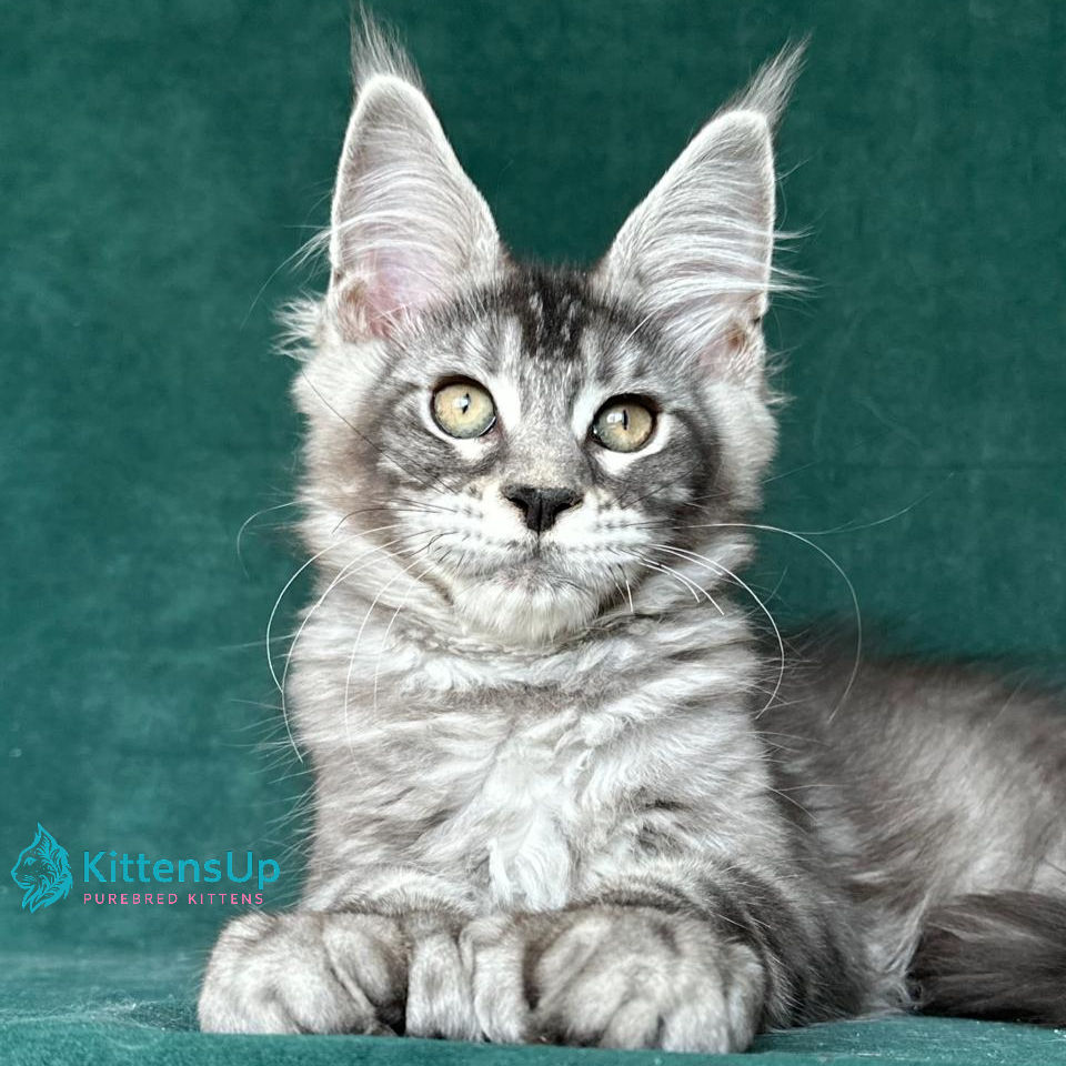 Thumbnail: Maine Coon