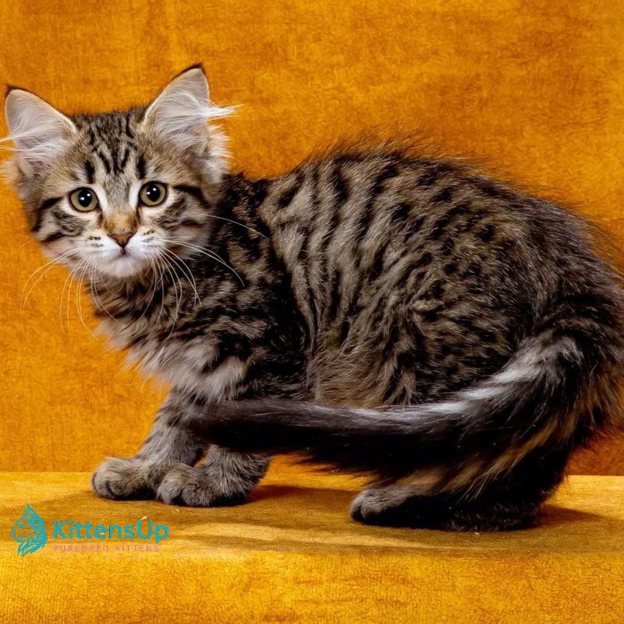 Siberian