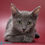 Thumbnail: 151 Kemmi (BL) purebred Russian blue female kitten
