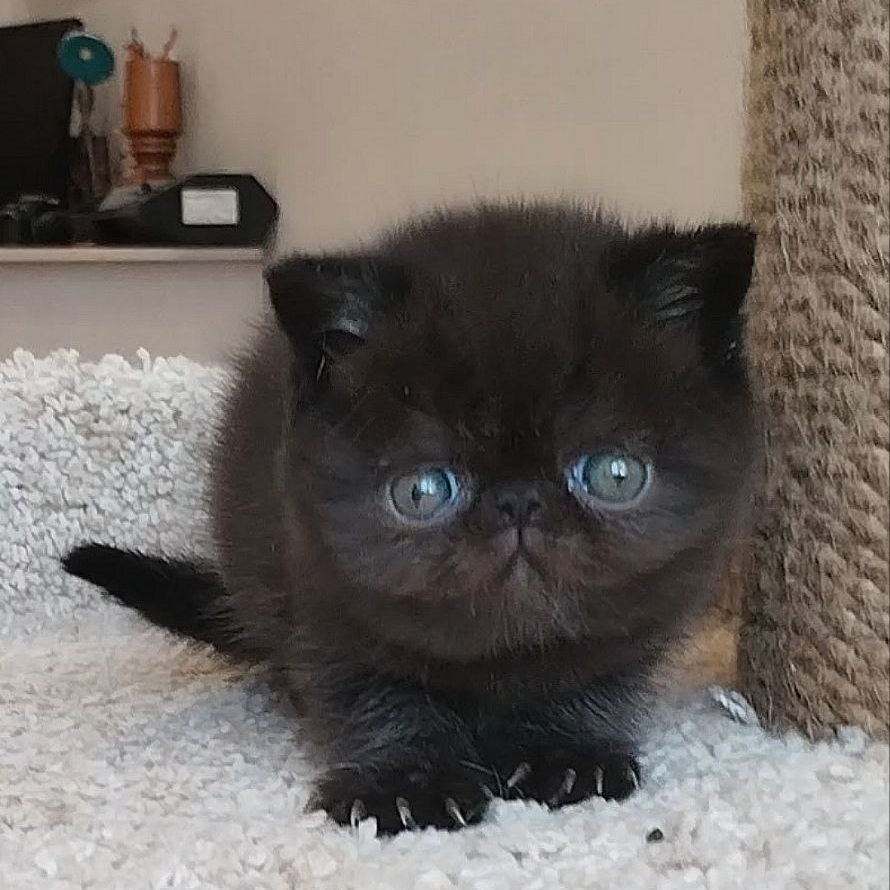 Thumbnail: 081 Kleon (R) Exotic shorthair male kitten