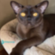 Burmese
