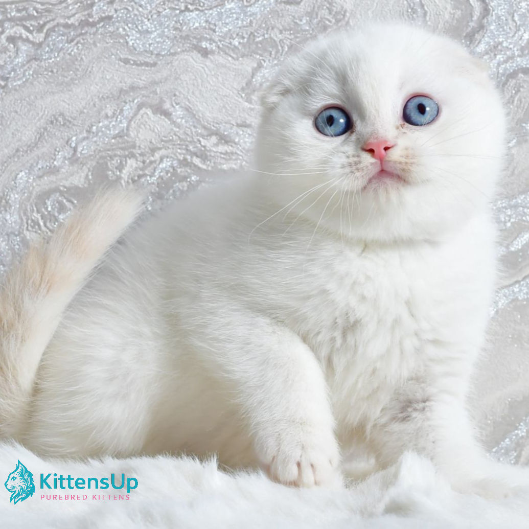 Scottish Fold