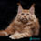 Thumbnail: Maine Coon