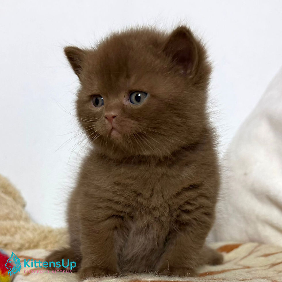 British shorthair