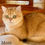 Thumbnail: British shorthair