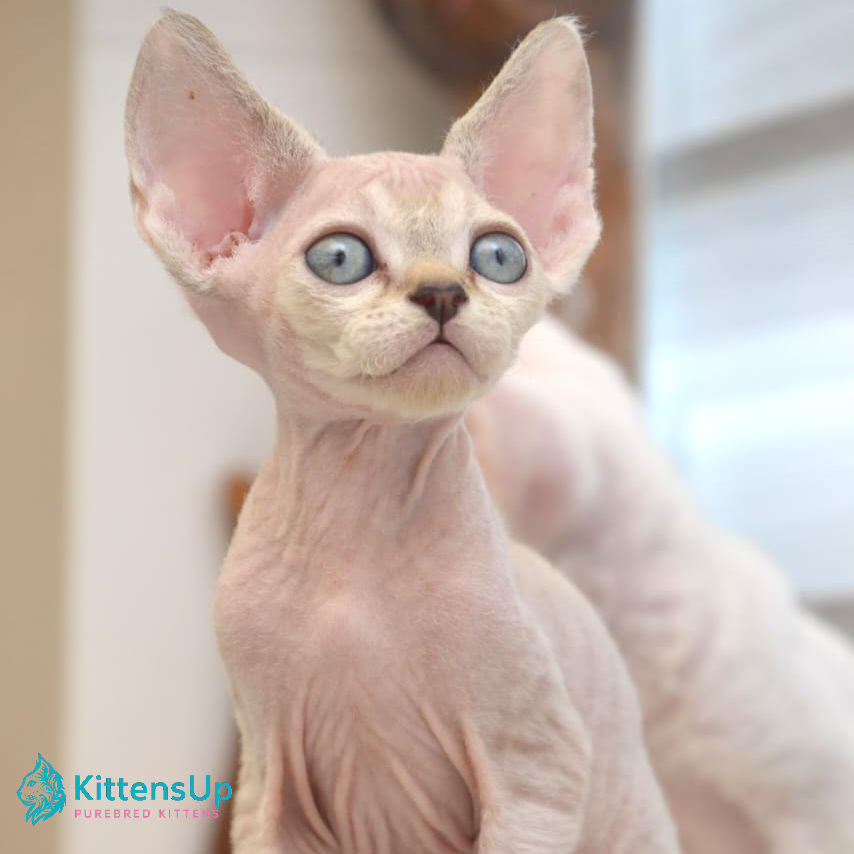 Thumbnail: Devon Rex