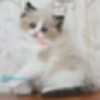 Ragdoll