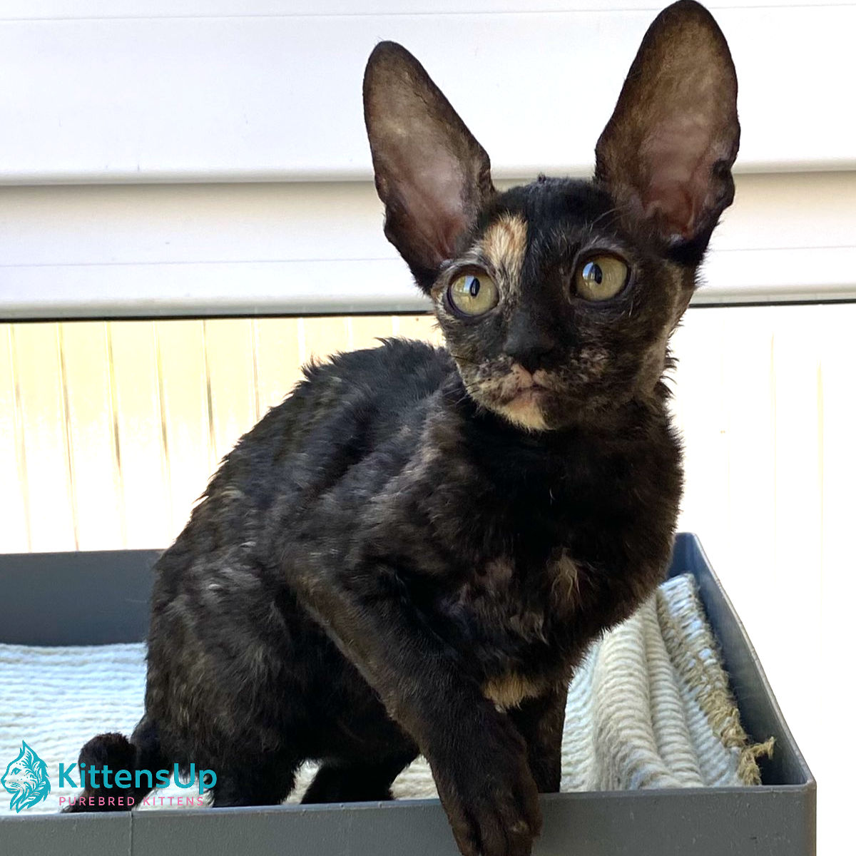 Cornish Rex