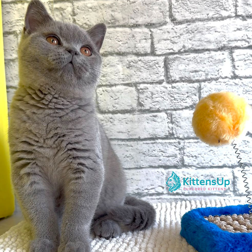 Thumbnail: British shorthair