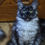 Thumbnail: Maine Coon