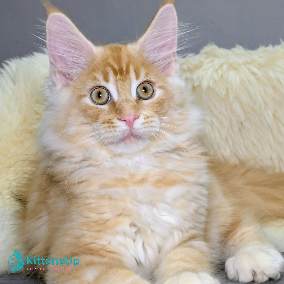 Maine Coon
