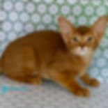 Abyssinian