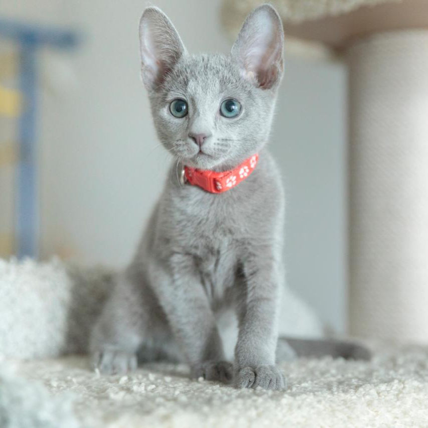 Thumbnail: Russian blue