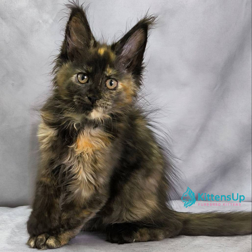 Maine Coon