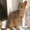 Thumbnail: Abyssinian