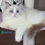 Thumbnail: 072 Naomi (R) Ragdoll female kitten