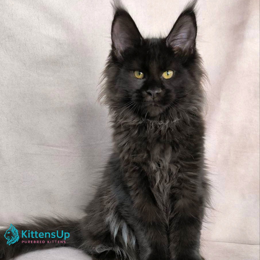 Thumbnail: Maine Coon