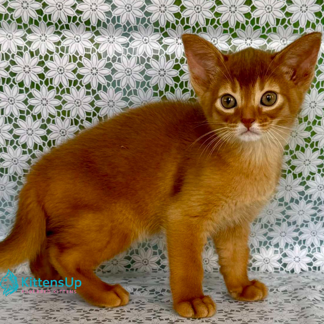 Abyssinian