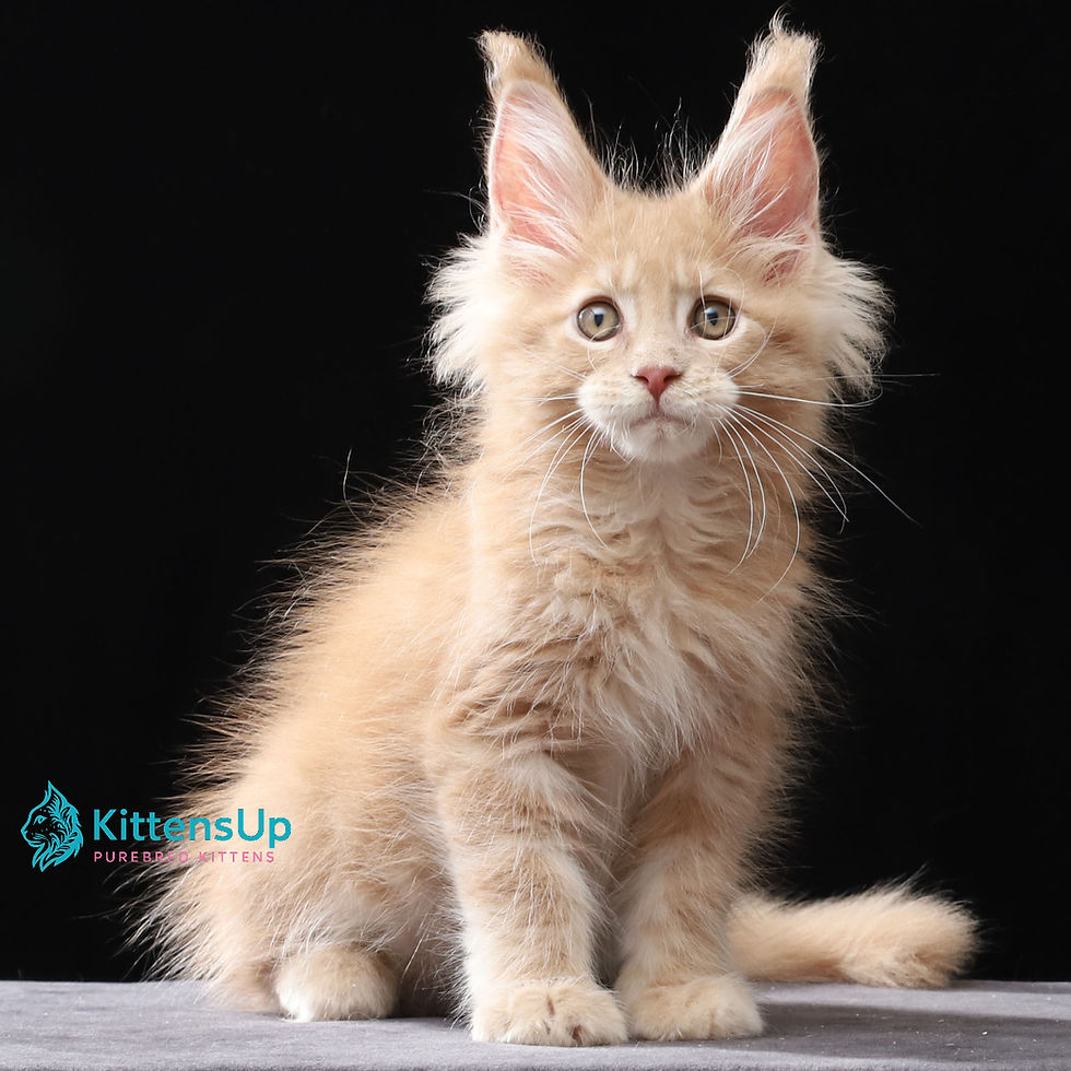 Maine Coon