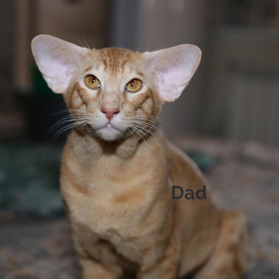 Thumbnail: 390 Tom Yam (R) Oriental female kitten