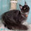 Thumbnail: Maine Coon
