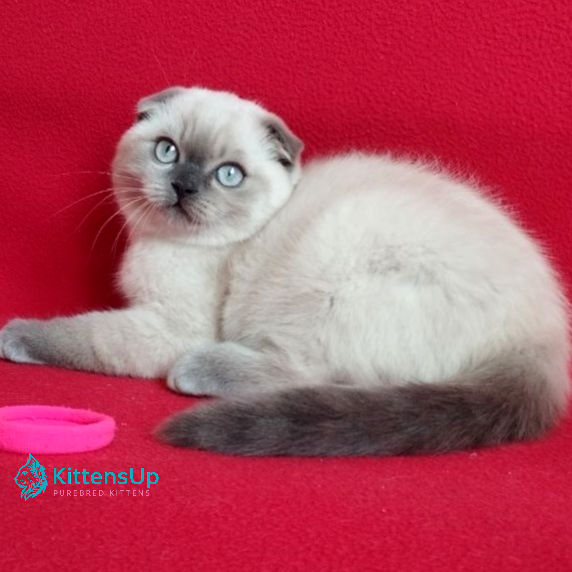 Thumbnail: Scottish Fold
