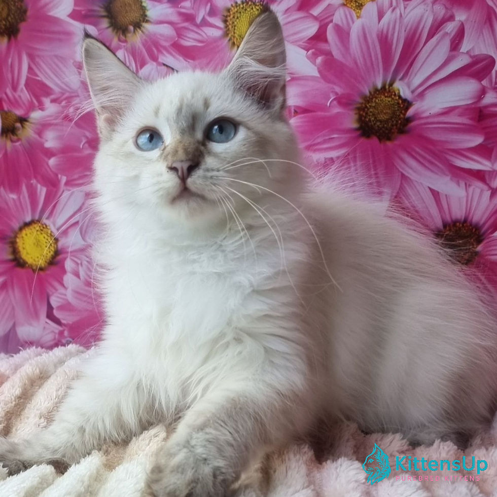 Siberian