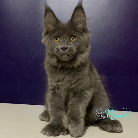 Maine Coon Siberian Kitten Cost 951 Toskana Polydactyl 6/6/6/6 (R