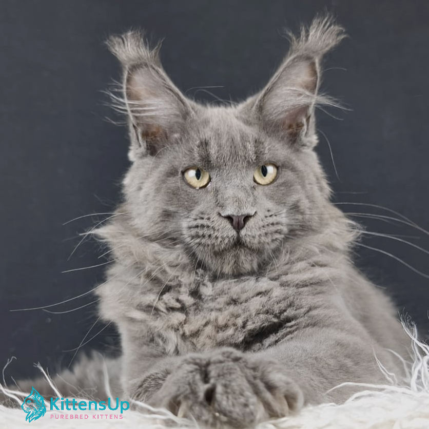 Maine Coon
