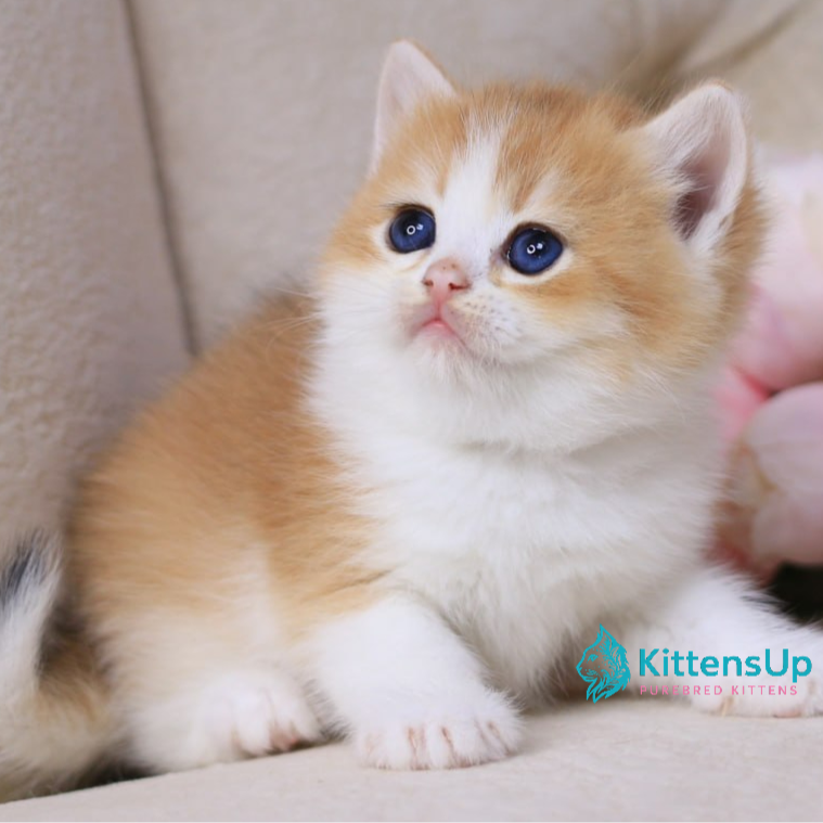 British shorthair