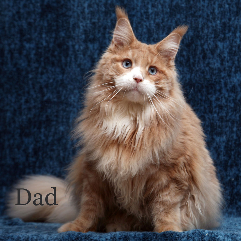 Thumbnail: 574 Katerina Polydactyl 6/6/6/6 (R) Maine Coon female kitten