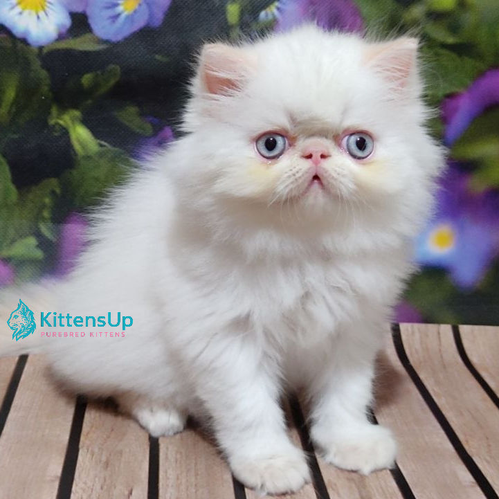 Thumbnail: Persian