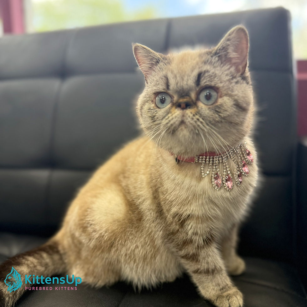 Thumbnail: Exotic shorthair